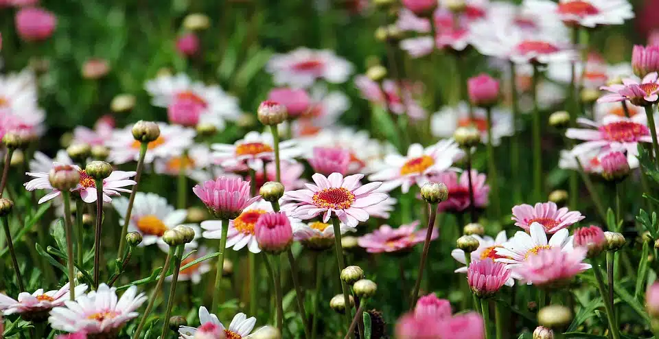 Jardin : les dictons que vous devez connaître